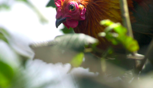 Fair Observer